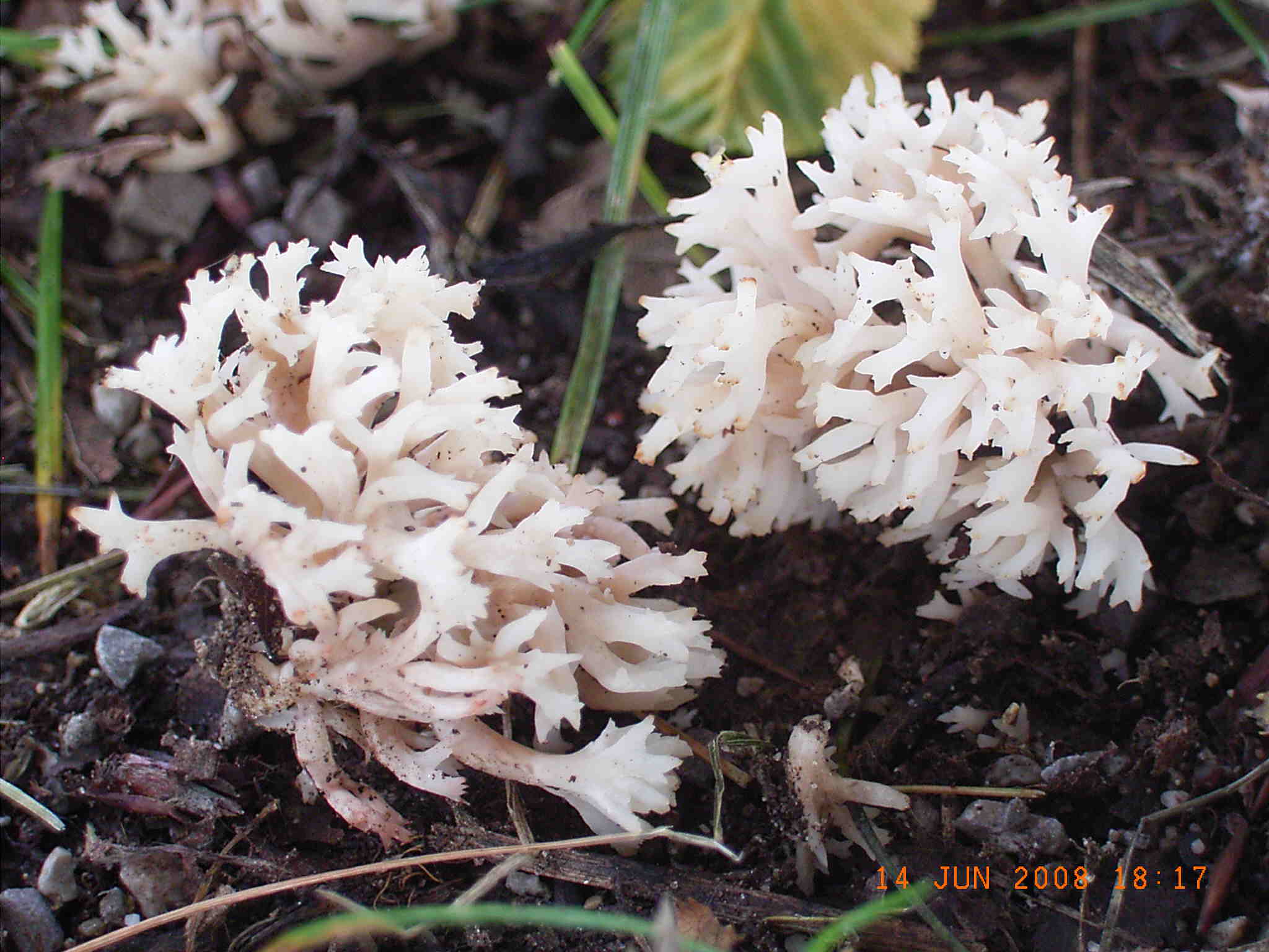  una Ramaria ? (cfr. Clavulina coralloides)